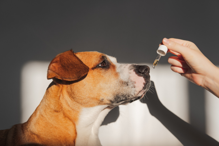 Can CBD help your pets?