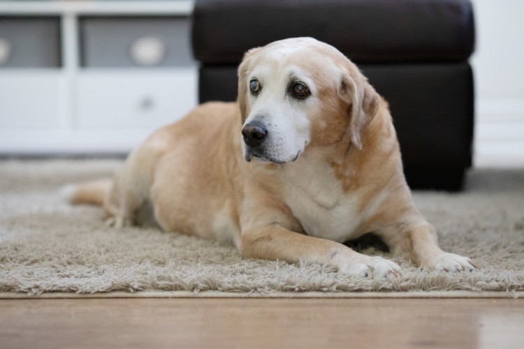 Healthy aging for your dog’s quality of life Privacy Policy