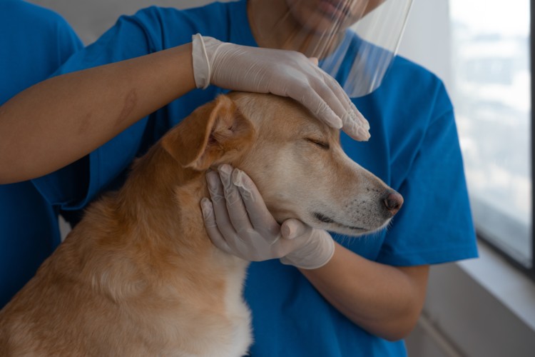Chronic Pain for Pets Can Be Treated