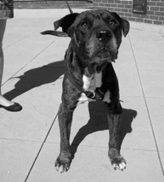 A CASE FOR PROLOTHERAPY AND ITS PLACE IN VETERINARY MEDICINE